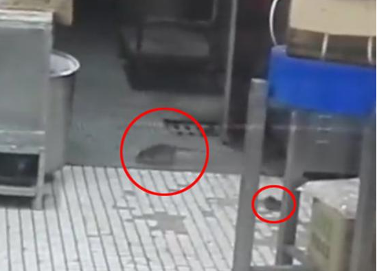 上海南京東路沈大成餐廳老鼠出沒，市場監(jiān)管局：3月剛滅鼠