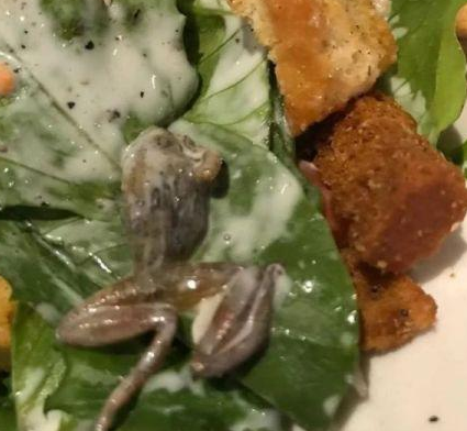 惡心！她餐廳吃飯竟吃出整只死青蛙