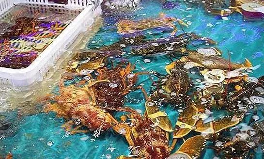 海鮮之戰(zhàn)：上半場活鮮炒作已曲終，下半場冷凍海鮮厚積薄發(fā)？|餐飲界
