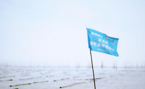 霞浦海帶苗豐收季：半天妖助力產(chǎn)業(yè)騰飛，守護“舌尖上的鮮嫩”|餐飲界