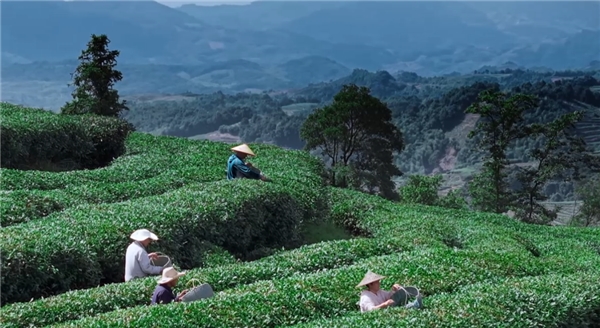 奢配180斤茉莉花，檸季讓香氣沉浸至最后一口