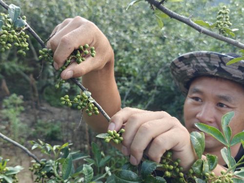 一顆青花椒的“頂流”之路：從深山枝頭到半天妖銷量榜首的風(fēng)味旅程