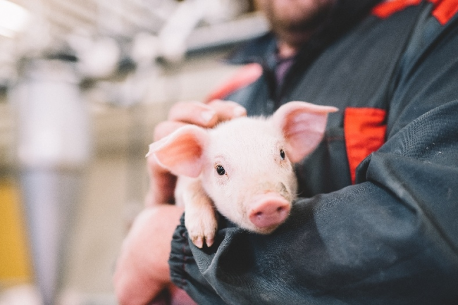 芬蘭無抗生素肉品專家Atria阿特睿教你挑肉小妙招：買肉不能只看肉質(zhì)，還要看動物福利標(biāo)準(zhǔn)|餐飲界